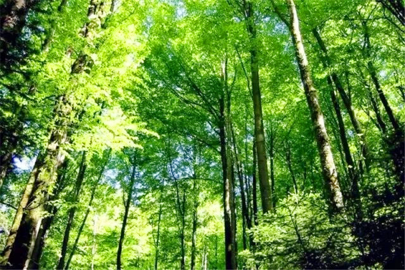 原始森林-金光湖-厦门拓展基地，平潭旅游景点攻略、平潭团建基地、平潭拓展公司